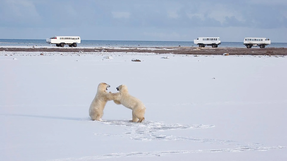 Polar Bears, Churchill, Canada  
